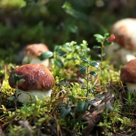 Prázdninový dům Safiiri Holiseva