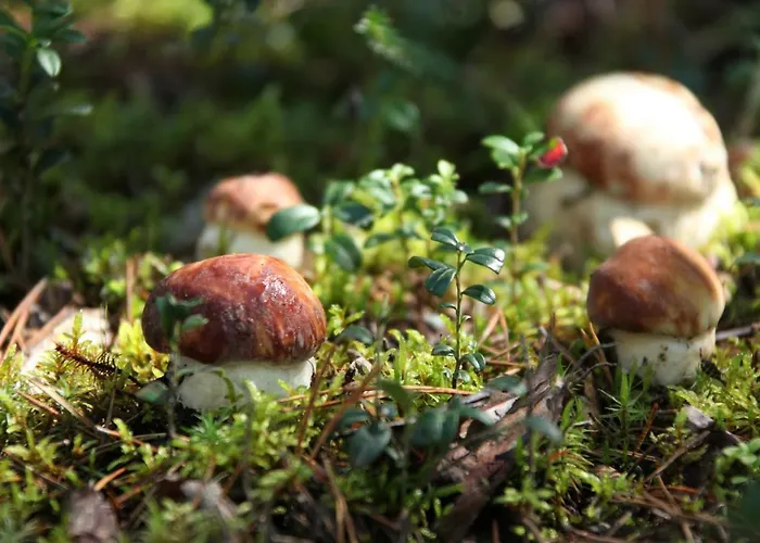 Hébergement de vacances Safiiri Holiseva